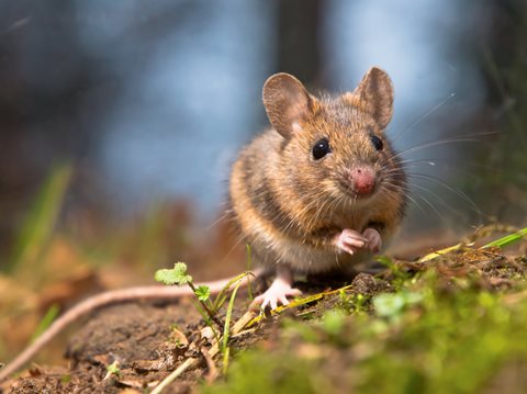 image of Wood Mouse in Yard